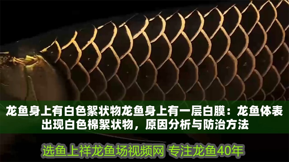 龍魚(yú)身上有白色絮狀物龍魚(yú)身上有一層白膜：龍魚(yú)體表出現(xiàn)白色棉絮狀物，原因分析與防治方法