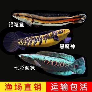 黑魔神雷龍魚多少錢：黑魔神雷龍魚市場價格走勢分析黑魔神雷龍魚價格