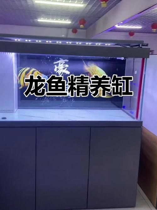龍魚養殖條件和方法圖片
