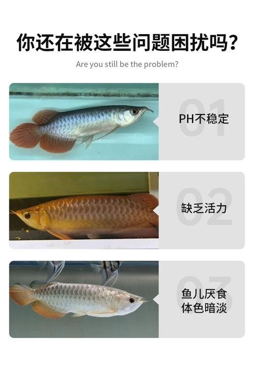 龍魚養殖條件和方法圖片