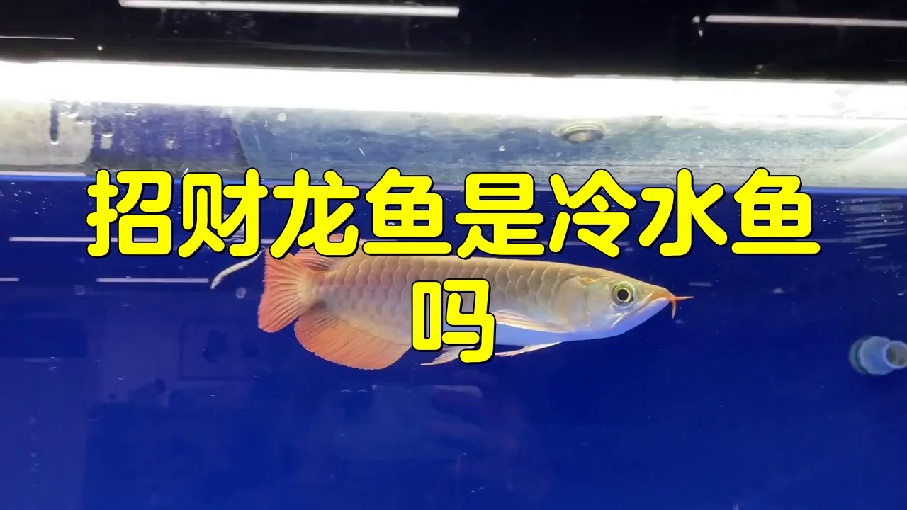 招財(cái)龍魚的最佳飼養(yǎng)溫度是多少？