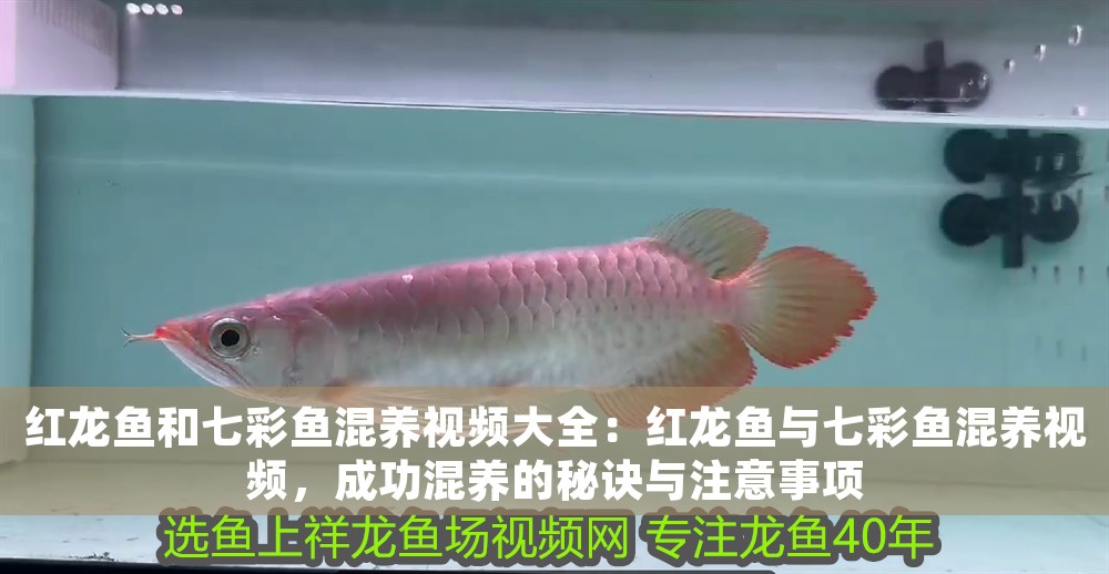 紅龍魚(yú)和七彩魚(yú)混養(yǎng)視頻大全：紅龍魚(yú)與七彩魚(yú)混養(yǎng)視頻，成功混養(yǎng)的秘訣與注意事項(xiàng)
