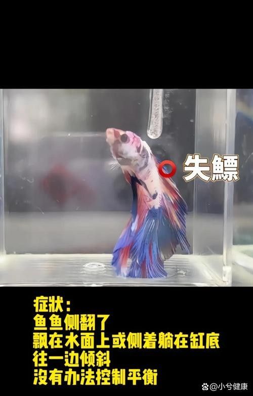 龍魚橫著漂浮怎么回事兒圖片