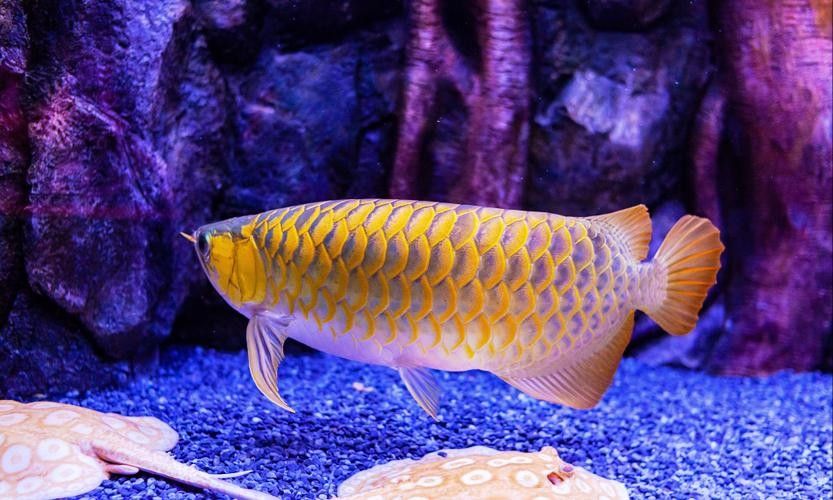 龍魚橫著漂浮怎么回事兒圖片