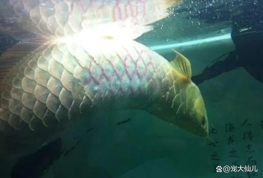 龍魚橫著漂浮怎么回事兒圖片