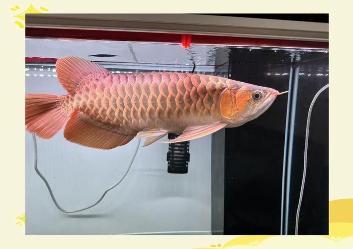 龍魚橫著漂浮怎么回事兒圖片