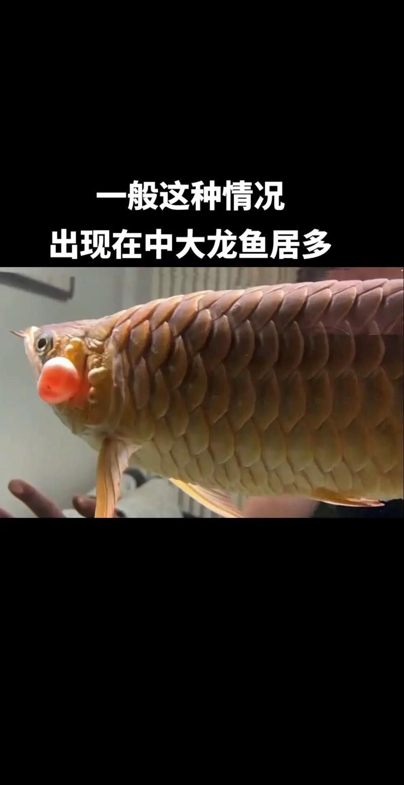 龍魚橫著漂浮怎么回事兒圖片