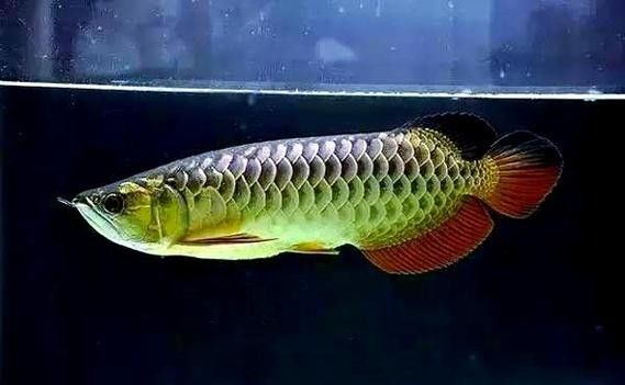 龍魚橫著漂浮怎么回事兒圖片