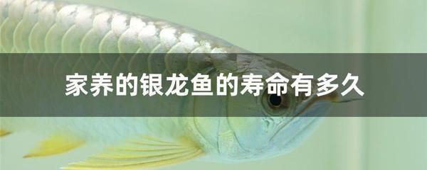 家養銀龍魚一年可以長多大（探討家養銀龍魚一年可以長多大的問題之前我們需要了解）