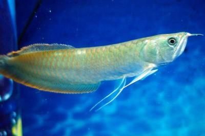 家養銀龍魚一年可以長多大（探討家養銀龍魚一年可以長多大的問題之前我們需要了解）