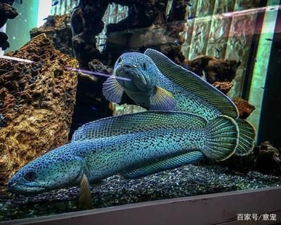 巴卡雷龍壽命：如何飼養巴卡雷龍？