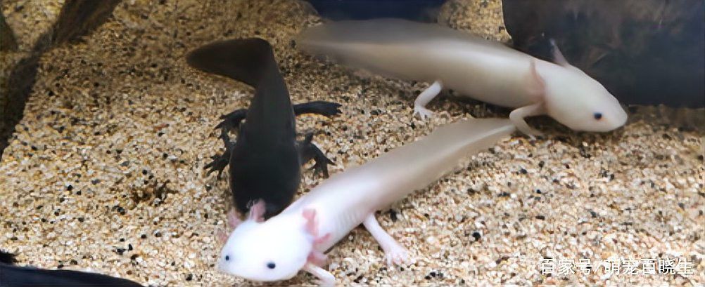 六角恐龍魚多久會認主人？