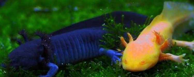 六角恐龍魚多久會認主人？