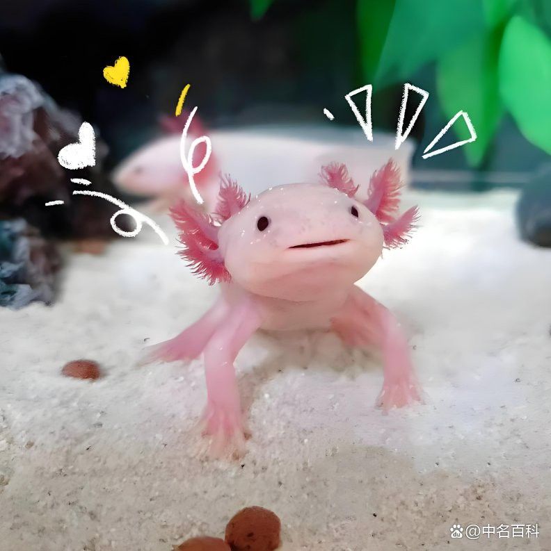 六角恐龍魚多久會認主人？