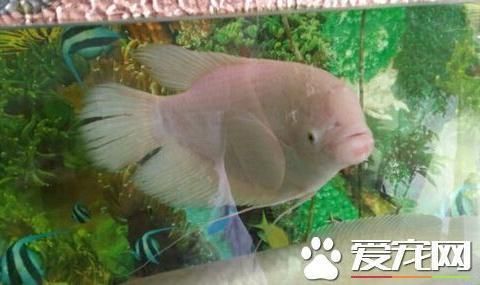 龍魚和招財魚打架誰會贏，龍魚和招財魚打架誰會贏龍魚招財魚混養成功案例