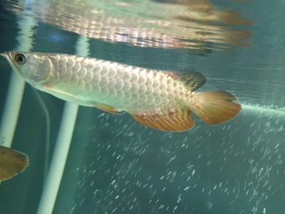 龍魚和招財魚打架誰會贏，龍魚和招財魚打架誰會贏龍魚招財魚混養成功案例