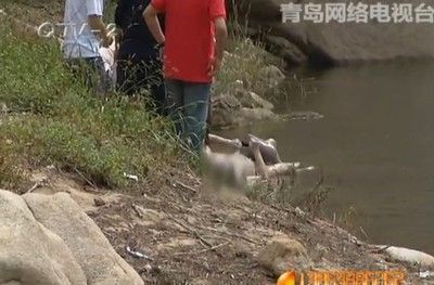紅龍魚胸鰭（關于紅龍魚胸鰭養護的方法）