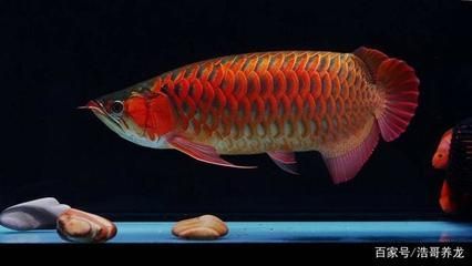 紅龍魚代表什么意思網絡用語（紅龍魚是什么魚？）