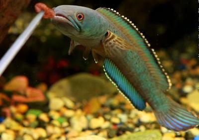 雷龍魚繁殖期間溫度控制：雷龍魚繁殖期水溫控制