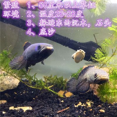 雷龍魚繁殖期間溫度控制：雷龍魚繁殖期水溫控制