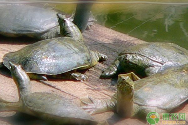 龍魚(yú)繁殖水溫調(diào)控實(shí)例：龍魚(yú)繁殖水溫調(diào)控技巧