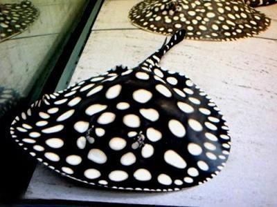 龍魚缸能用幾年，龍魚缸使用壽命取決于多種因素維護得當的龍魚缸可能會很快出現問題