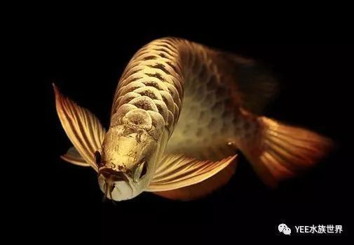 龍魚缸能用幾年，龍魚缸使用壽命取決于多種因素維護得當的龍魚缸可能會很快出現問題