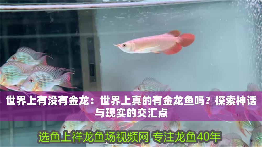 世界上有沒有金龍：世界上真的有金龍魚嗎？探索神話與現(xiàn)實(shí)的交匯點(diǎn)