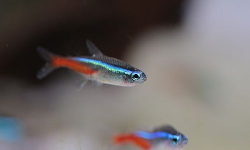 魚缸正對著門口進戶門沒事吧（如何選擇適合風水的魚缸魚缸與家居裝飾搭配技巧）