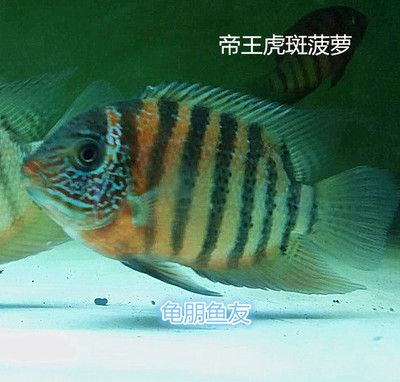 龍魚的虎斑是什么品種的魚：虎龍雜交斑的市場價格