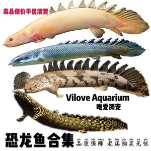 龍魚的虎斑是什么品種的魚：虎龍雜交斑的市場價格