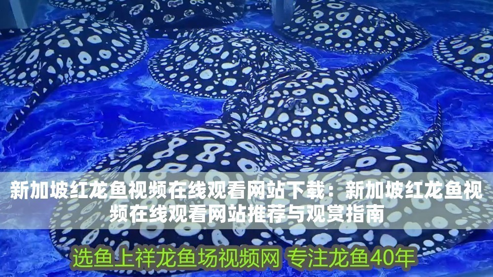 新加坡紅龍魚視頻在線觀看網站下載：新加坡紅龍魚視頻在線觀看網站推薦與觀賞指南