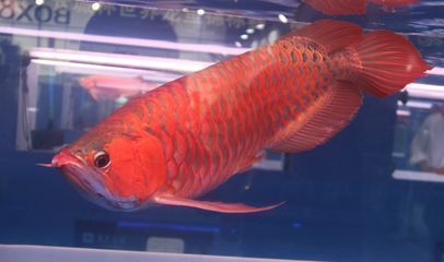 如何挑選高品質紅龍魚