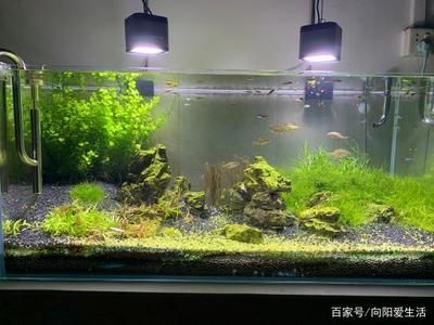 魚缸圖片 簡單又漂亮（簡約風格魚缸diy教程）