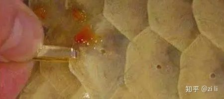 龍魚排便白色粘液：龍魚排便呈白色粘液狀可能是由于以下幾個原因引起的