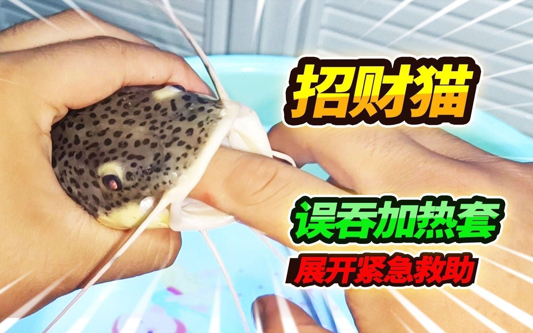 混養時如何避免招財貓攻擊龍魚？