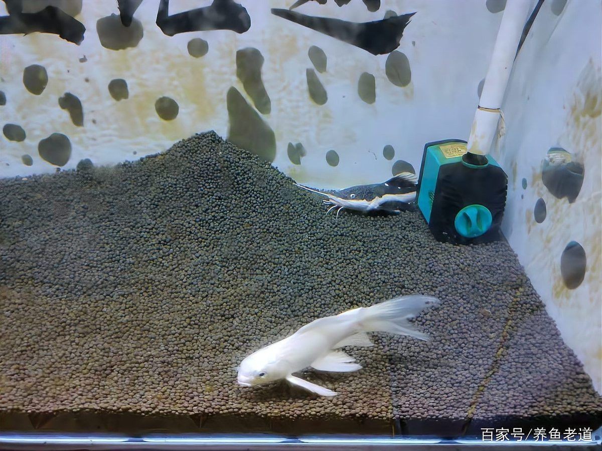 混養時如何避免招財貓攻擊龍魚？