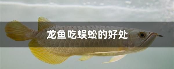 龍魚能吃蜈蚣嗎：蜈蚣對龍魚發色有影響嗎