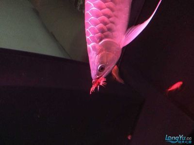 龍魚能吃蜈蚣嗎：蜈蚣對龍魚發色有影響嗎