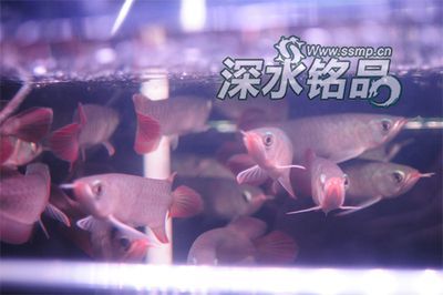 哪里賣龍魚便宜點呢（在何處購買龍魚更為實惠）