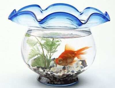 龍龜放魚缸里不吉利嗎