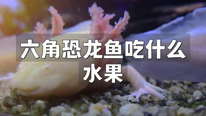 六角恐龍魚可以吃哪些水果？