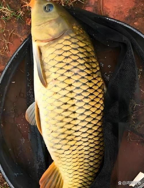 鯉魚(yú)圖片真實(shí)照片