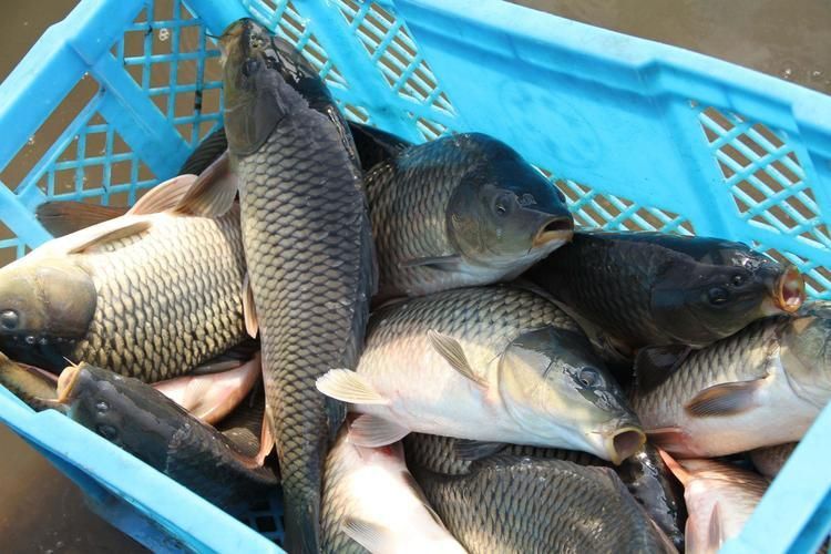 鯉魚(yú)圖片真實(shí)照片