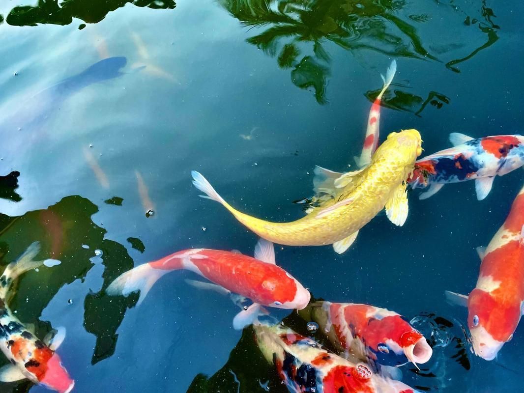 鯉魚(yú)圖片真實(shí)照片