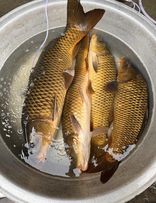 鯉魚(yú)圖片真實(shí)照片