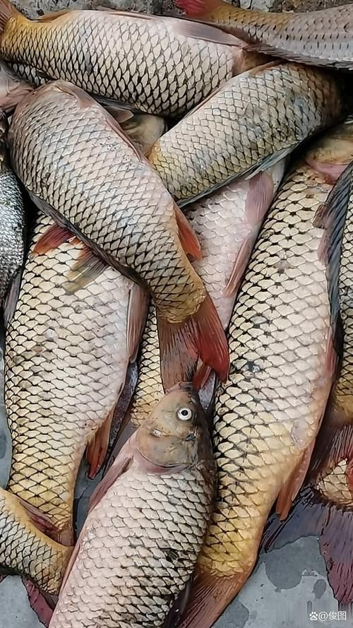 鯉魚(yú)圖片真實(shí)照片