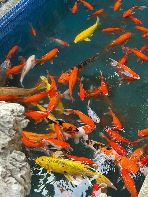 鯉魚(yú)圖片真實(shí)照片