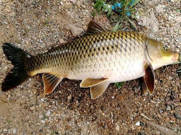 鯉魚(yú)圖片真實(shí)照片