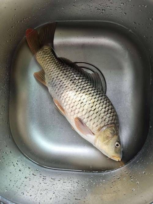 鯉魚(yú)圖片真實(shí)照片